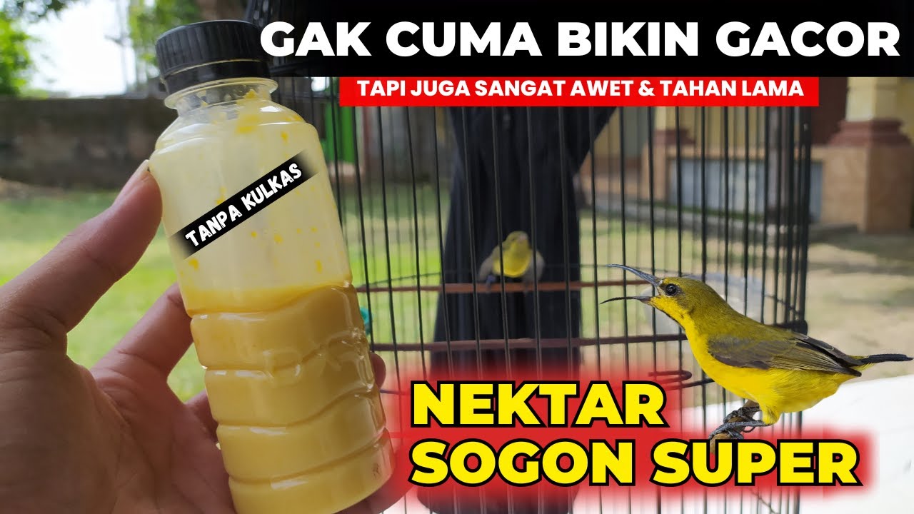 AWALNYA COBA COBA TERNYATA HASILNYA LUAR BIASA❗NEKTAR SOGON SUPEERR..❗