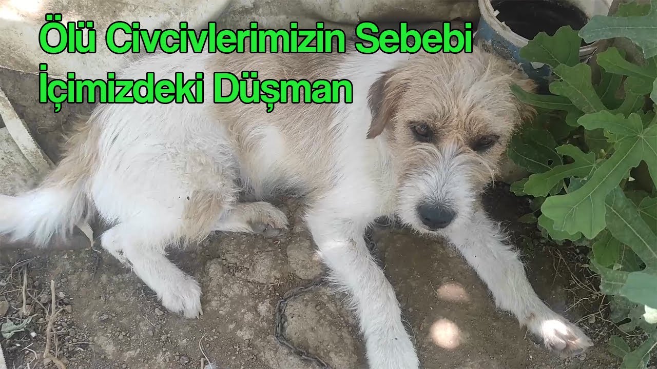 Ölü Civcivlerimizin Sebebi İçimizdeki Düşman #horoz #tavuk  #civciv