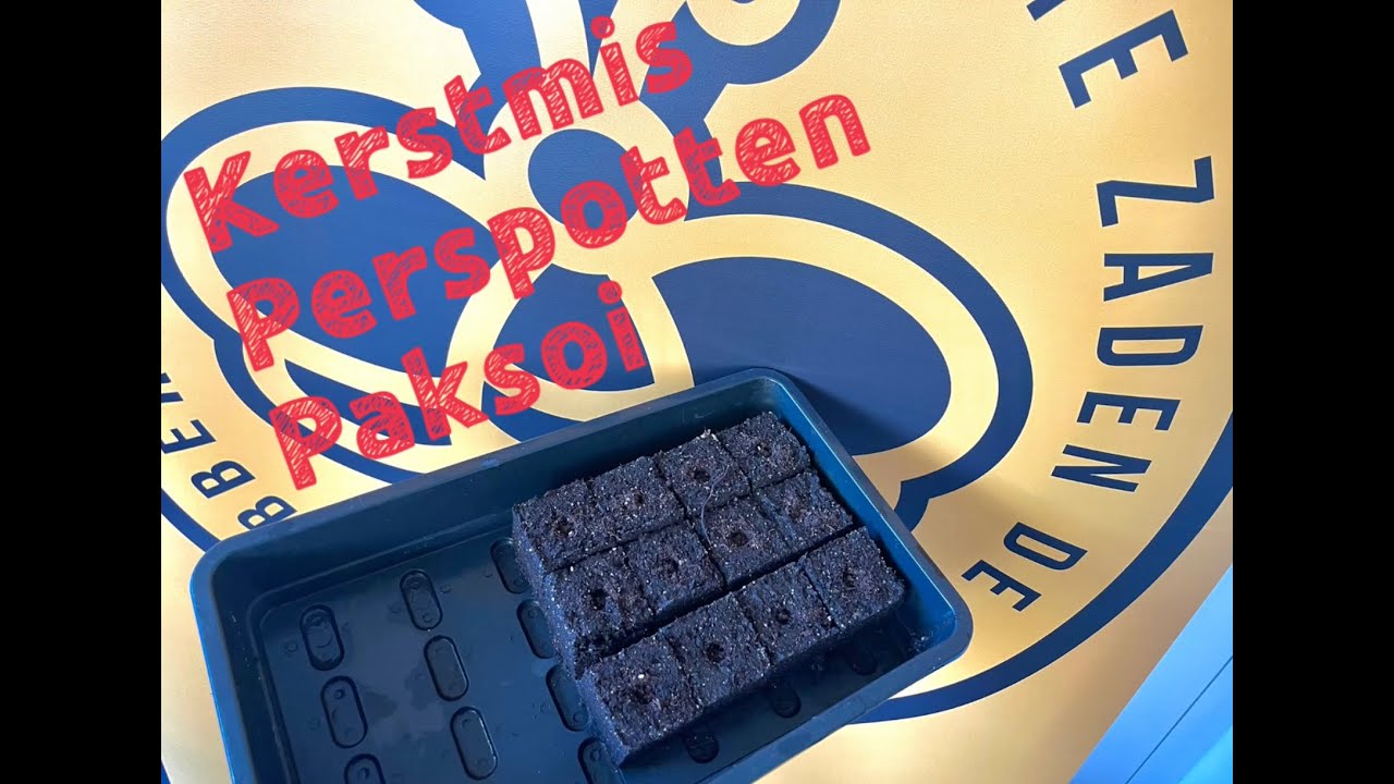 002 kerstmis, perspotten en paksoi