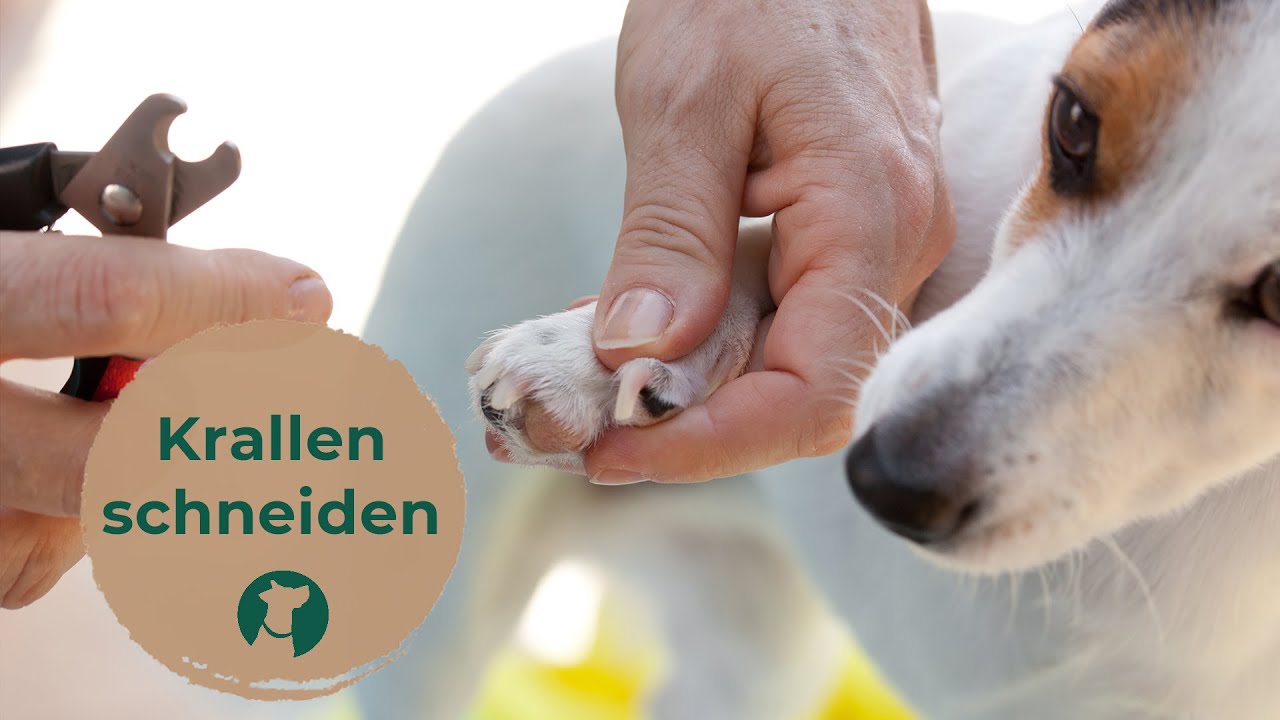 Krallen schneiden beim Hund