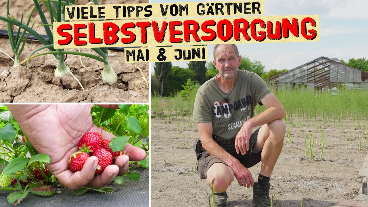Gemüsegarten Mai und Anfang Juni - was gut wächst und wo es Probleme im Selbstversorgergarten gibt.