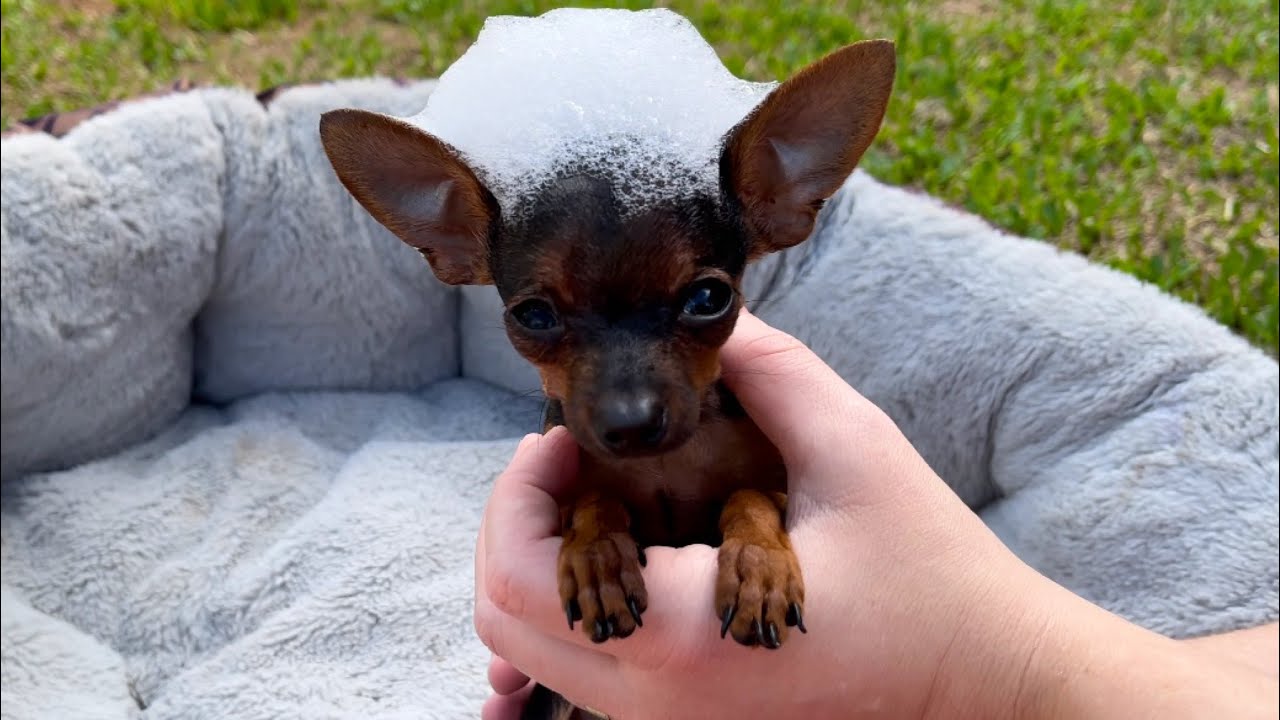 PILILIU FICA FURIOSO COM O PRIMEIRO BANHO DO ANO | PINSCHER FILHOTES