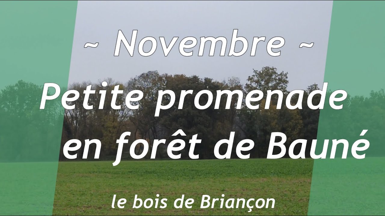 241111 promenade en foret