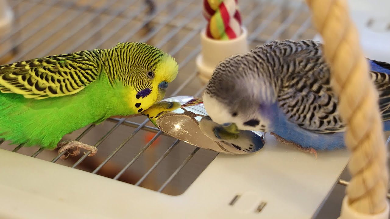 Kiwi visits Pixel in the morning and they both spend time arguing to a spoon