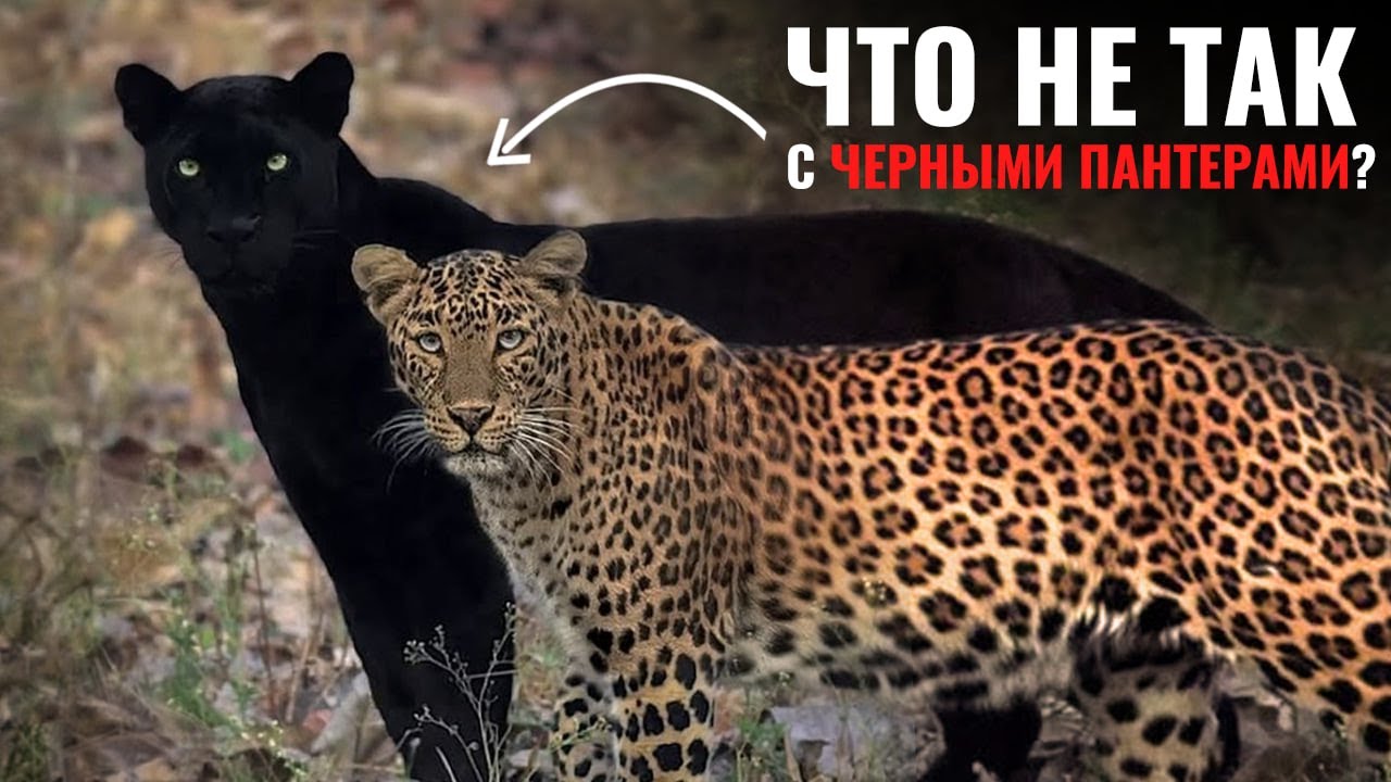 13 минут, которые ПЕРЕВЕРНУТ ваше представление о ЧЕРНЫХ ПАНТЕРАХ