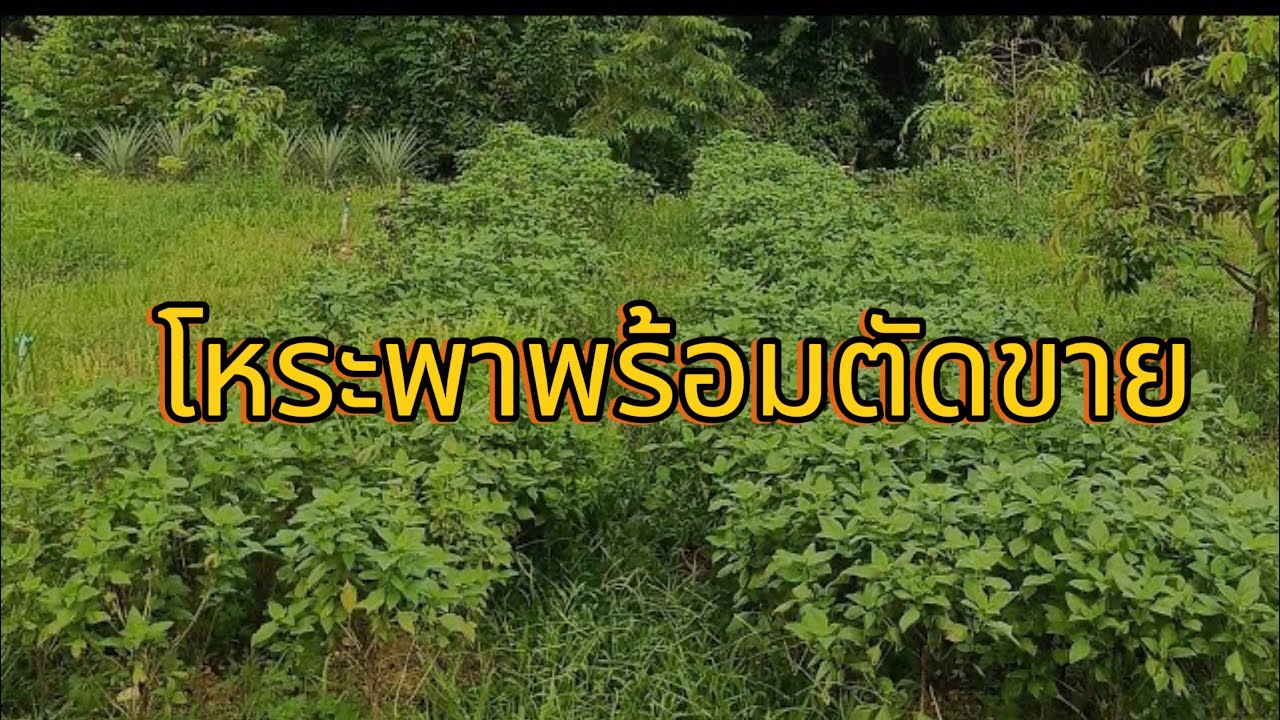 Ep.54 โหระพาเตรียมตัดขายได้เเล้ว