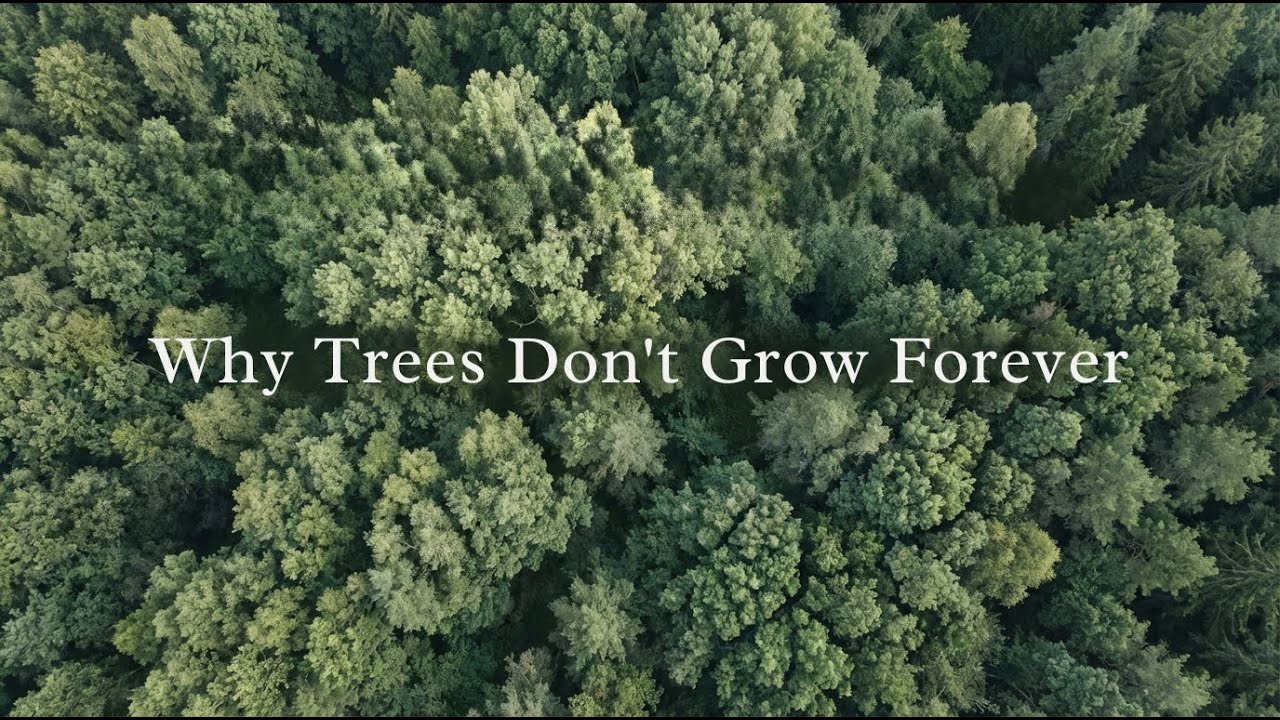 The Hidden Limit That Stops Trees From Growing Taller