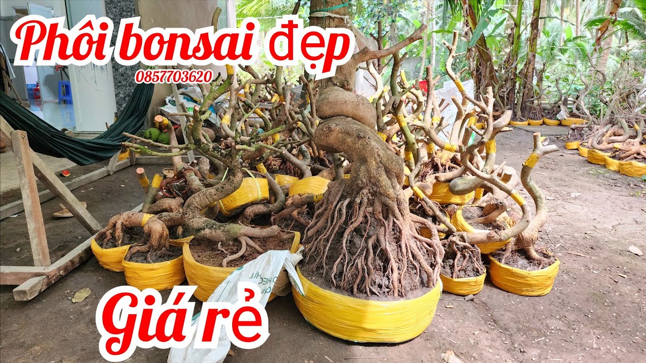24/2 Chị V&acirc;n 0857703620 ph&ocirc;i mai giảo bonsai đẹp gi&aacute; rẻ |Maiv&agrave;ngThanhT&acirc;m