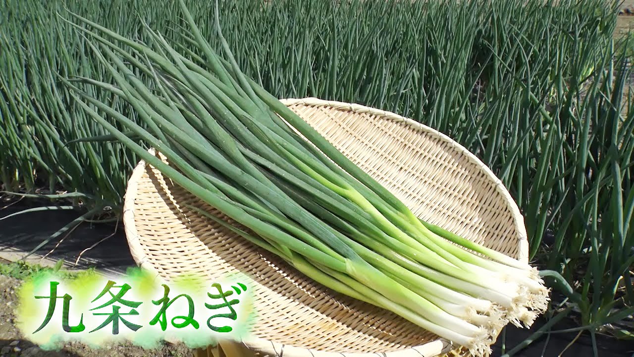 KBS京都テレビ 「あぐり京都」　JA京都「九条ねぎ」八木さん (亀岡市)　2021年11月放送