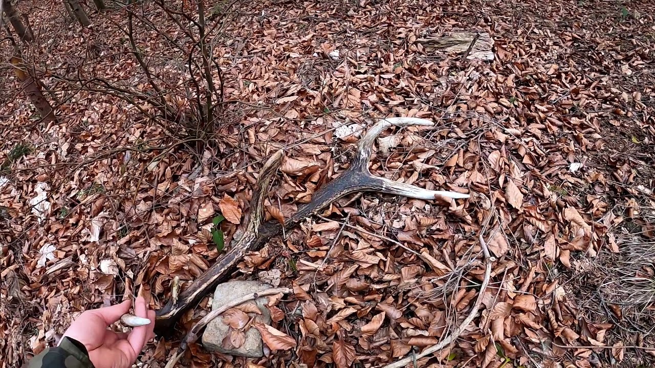zrzuty 2020 4 tyki i stary wieniec Karpaty (agancs parohy antlers оленьи рога) Carpathian Mountains