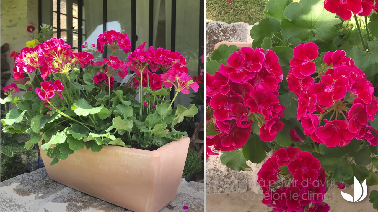 Des g&eacute;raniums pour un balcon fleuri - Truffaut