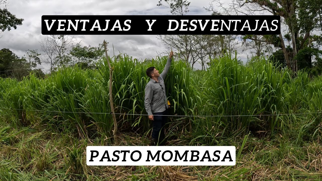 VENTAJAS y DESVENTAJAS del PASTO MOMBASA ¡NUESTRA EXPERIENCIA!