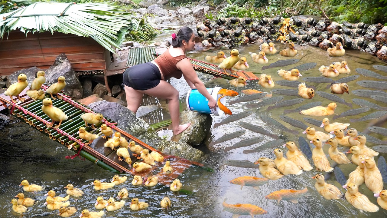 A solitary life in the forest: building a wooden house and a fish pond for the ducklings. Đặng Thủy