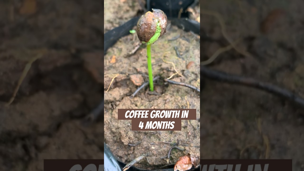 Coffee Growth in 4 Months #coffee #growing #coffeeseedlings #farmer