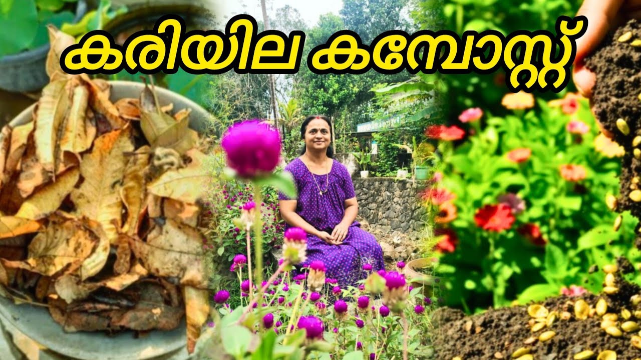 കരിയില കമ്പോസ്റ്റ്  ചില്ലി കാശ് ചിലവില്ലാതെ | Best Fertilizer | Gardening