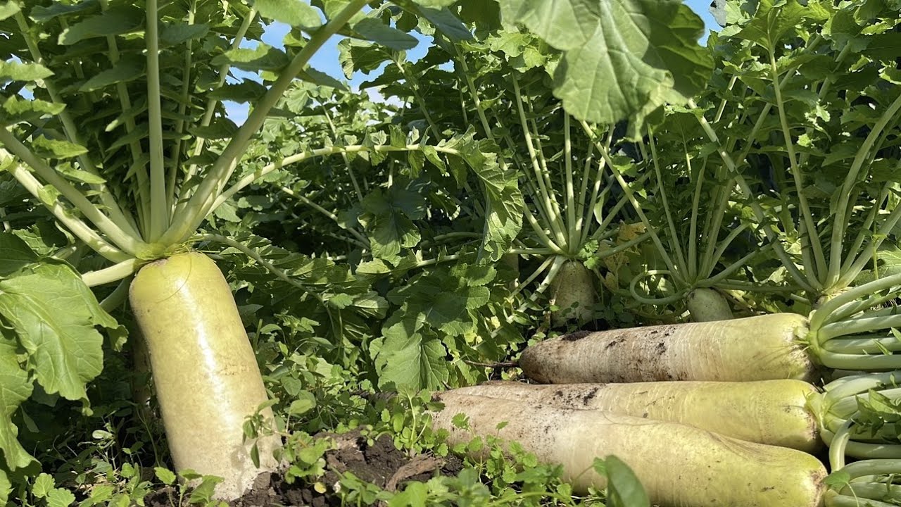 大根を畑で長期間保存する簡単な方法【大根栽培】22/11/18