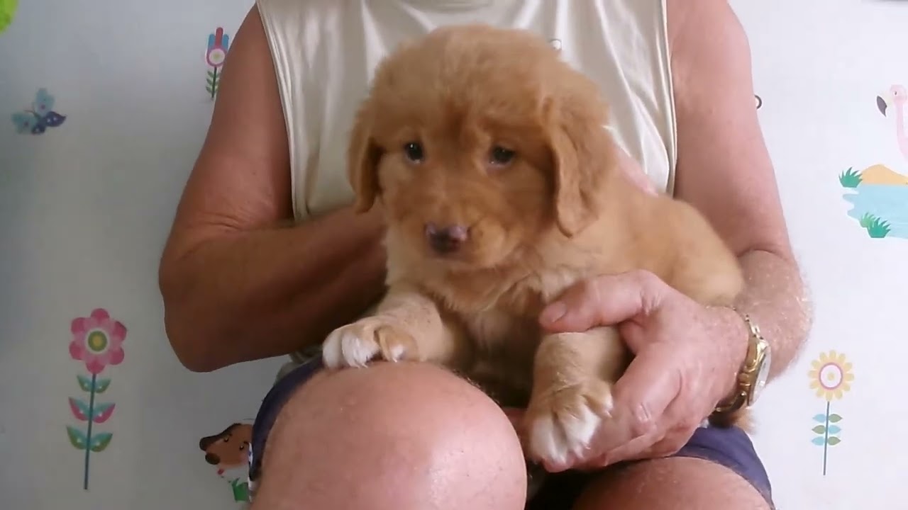 Bambi's 6 week puppy allocations