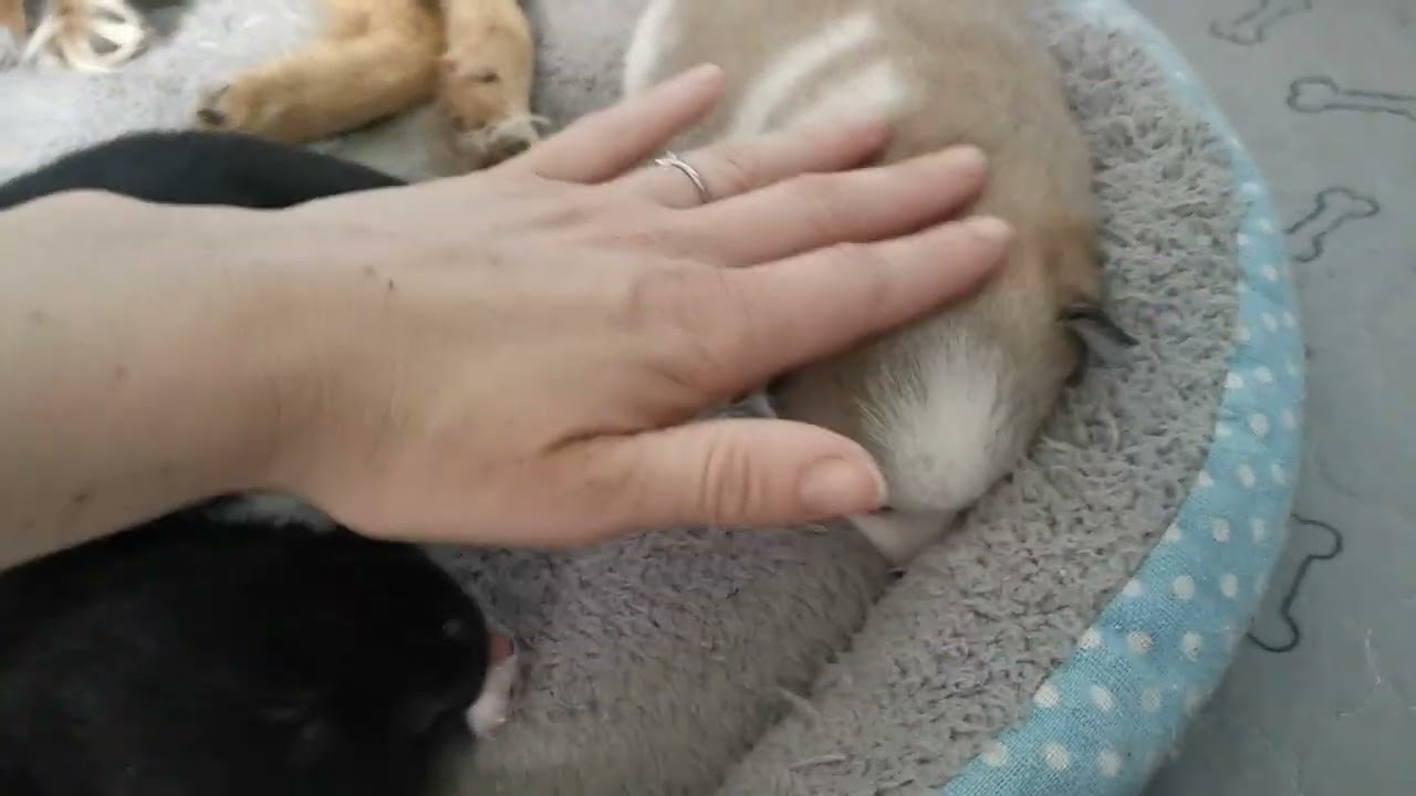 #amour #chien #love #dog #pomskypuppy #pomskylife #petitchien #puppylove