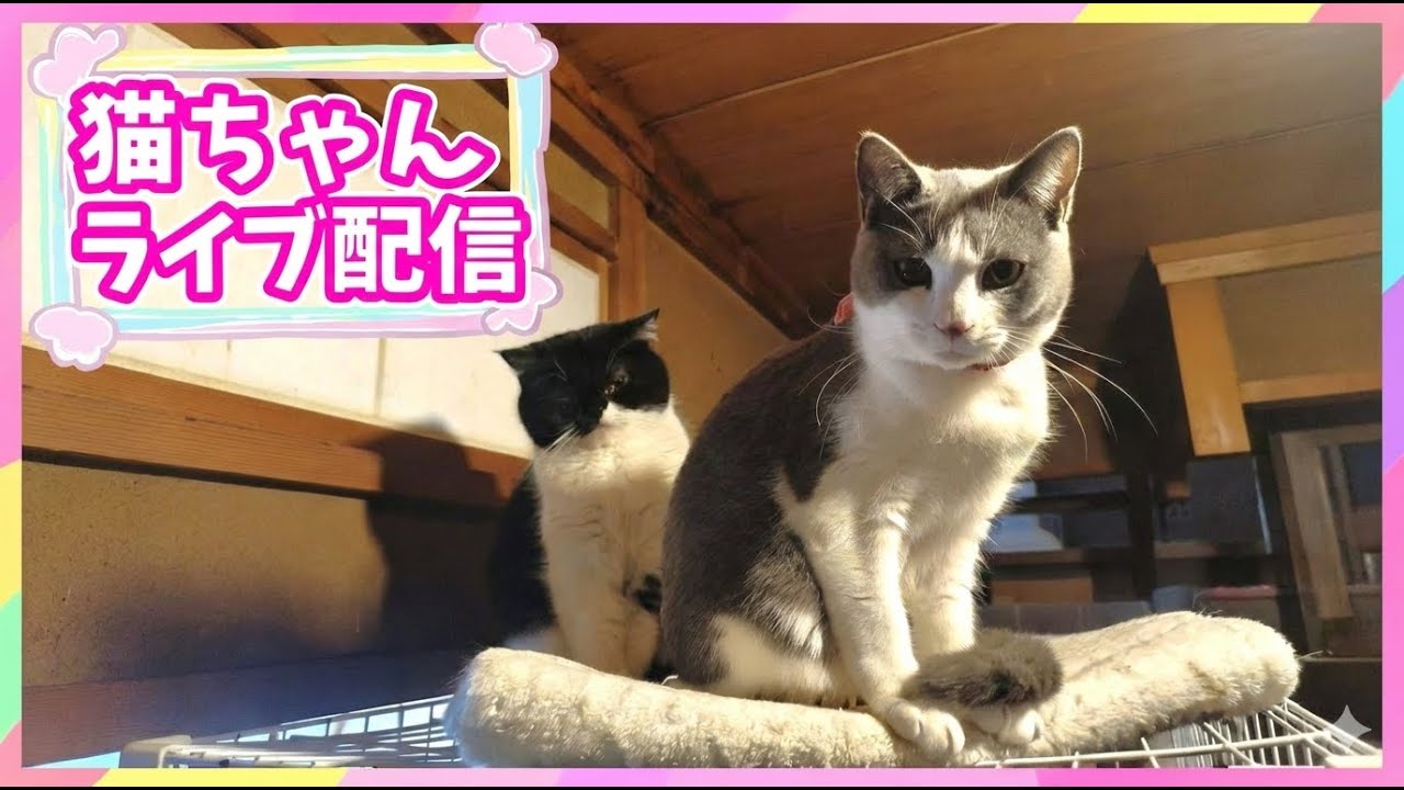 【LIVE】猫ちゃん見守り定点カメラ【猫カフェ】