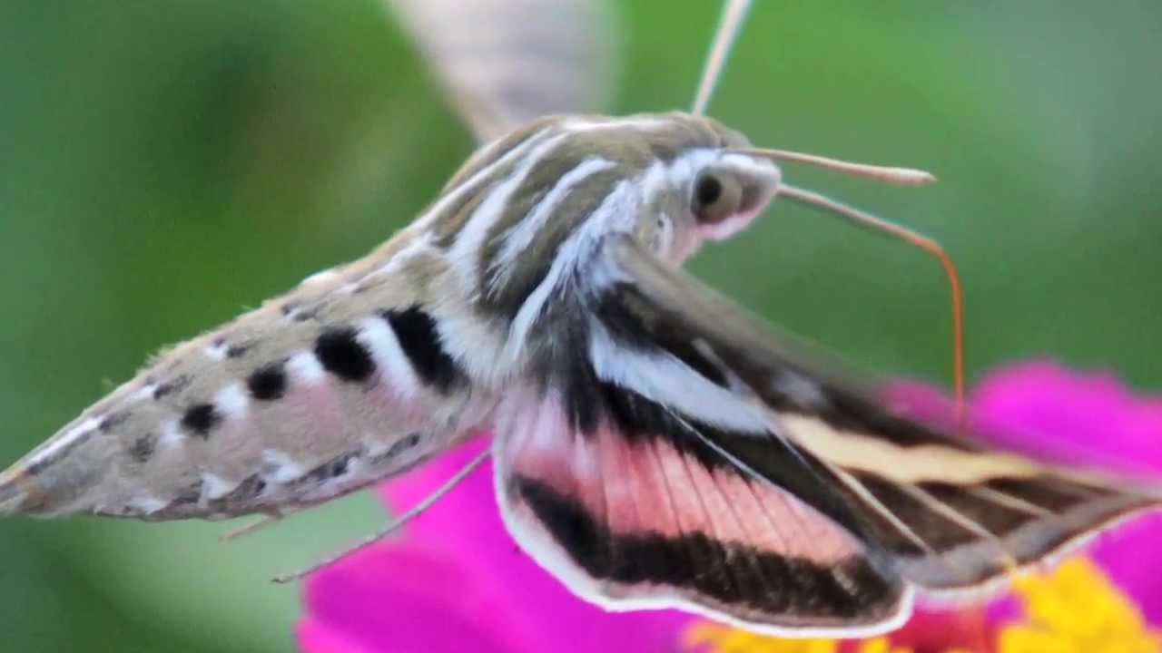 Hummingbird Hawk Moth