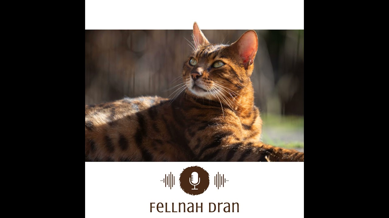 #1: Wie halte ich meine Katze richtig