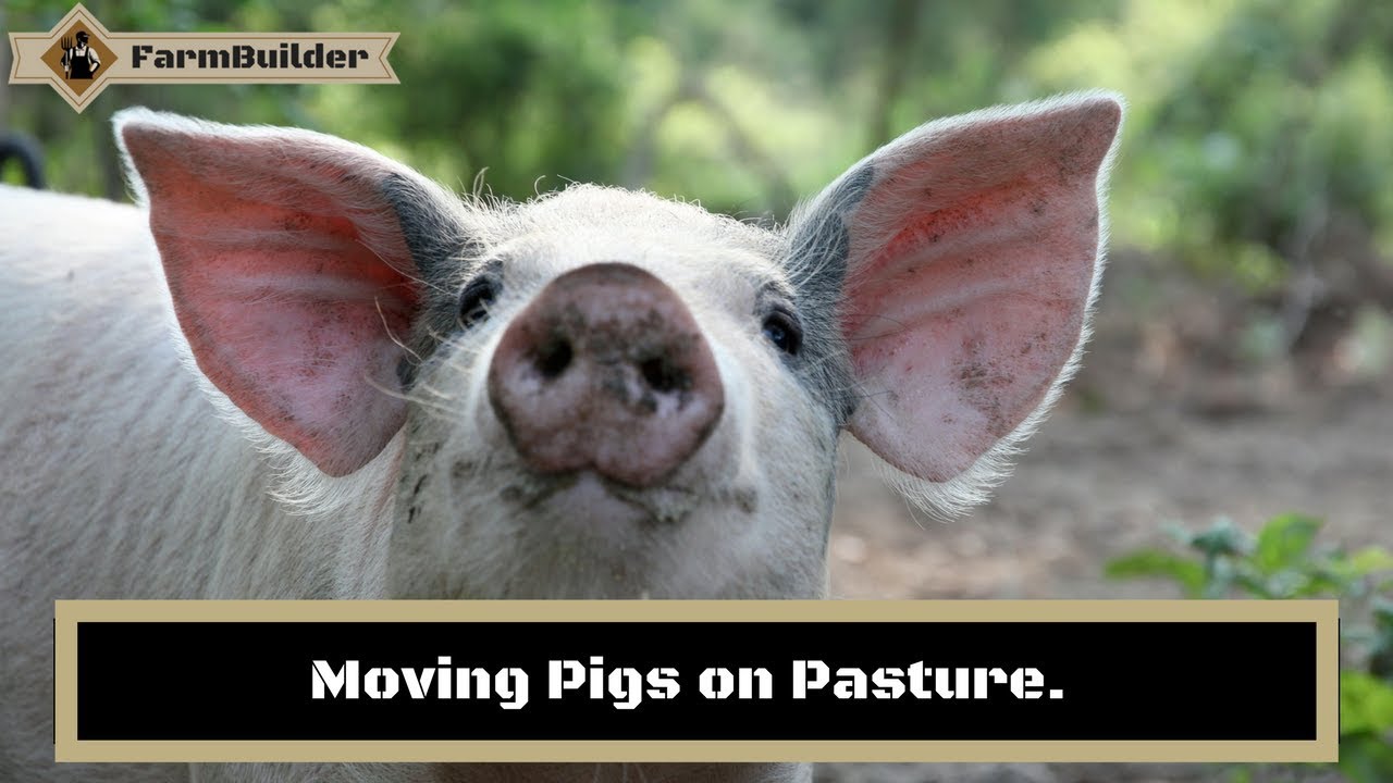 Moving Pigs on Pasture