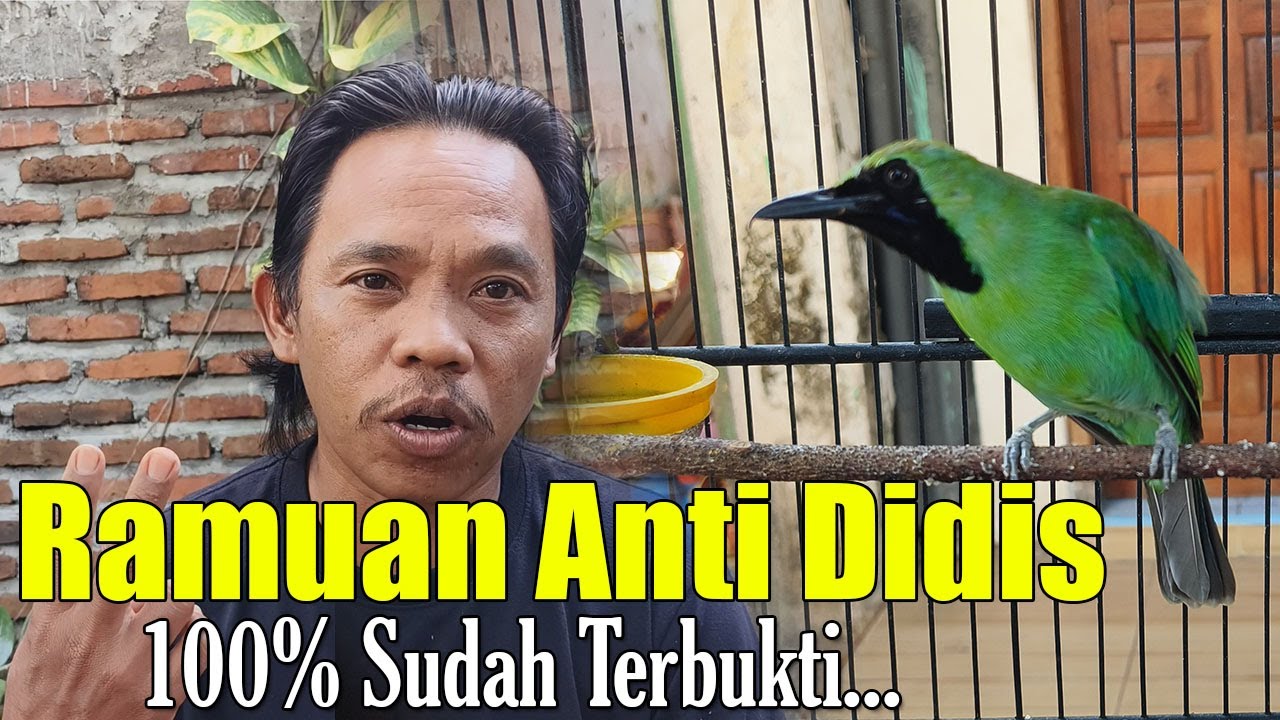 MENGATASI CUCAK IJO DIDIS SAAT DIGANTANG || PERAWATAN CUCAK IJO DIDIS SAAT LOMBA