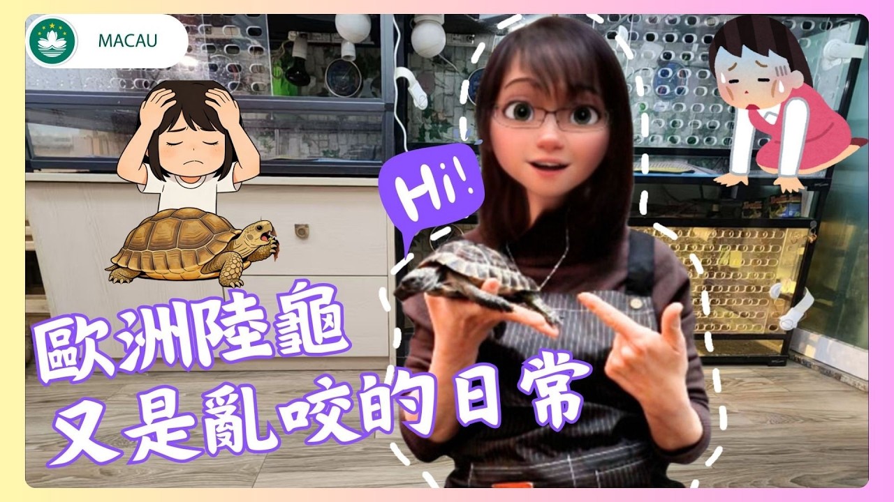 🇲🇴🐢│歐洲陸龜│粵語VLOG│又是一個傻龜亂咬的日常！陸龜為什麽總愛亂咬！所以爬箱底材還是簡單點的好！