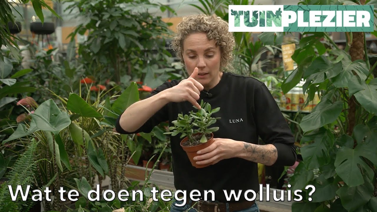 Witte beestjes op je kamerplant? | Wat te doen tegen Wolluis | TUINPLEZIER