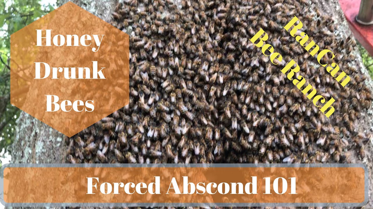 Forced Abscond 101