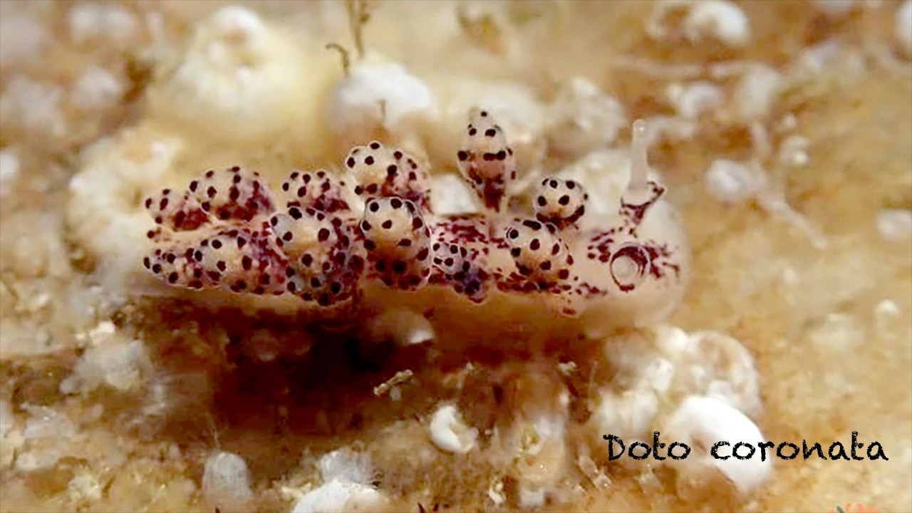 Doto coronata (nudibranquio)
