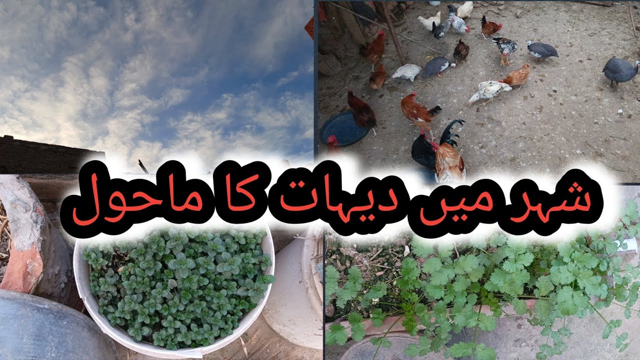 Aaj ke vlog mein Shahar Mein Dehat ka mahaul🐔🐓🦃🎄🌲