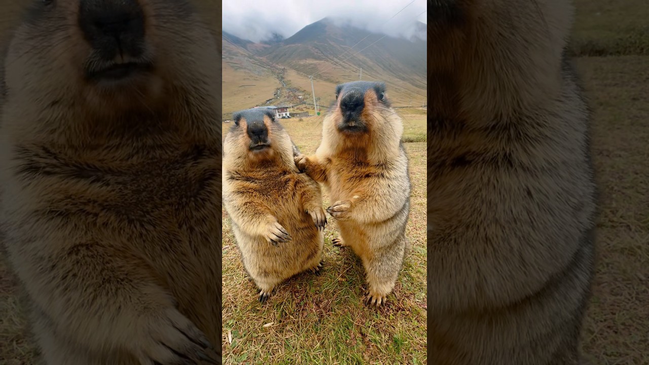 The marmot is eating watermelon with a shocked look on its face#marmot#cuteanimals#lovely#animallife