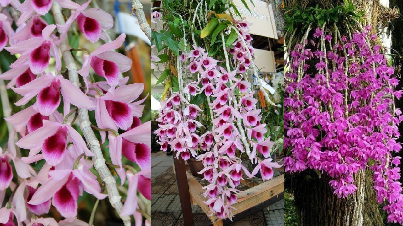 APRENDA FAZER MUDAS DE DENDROBIUM ASNOMUM