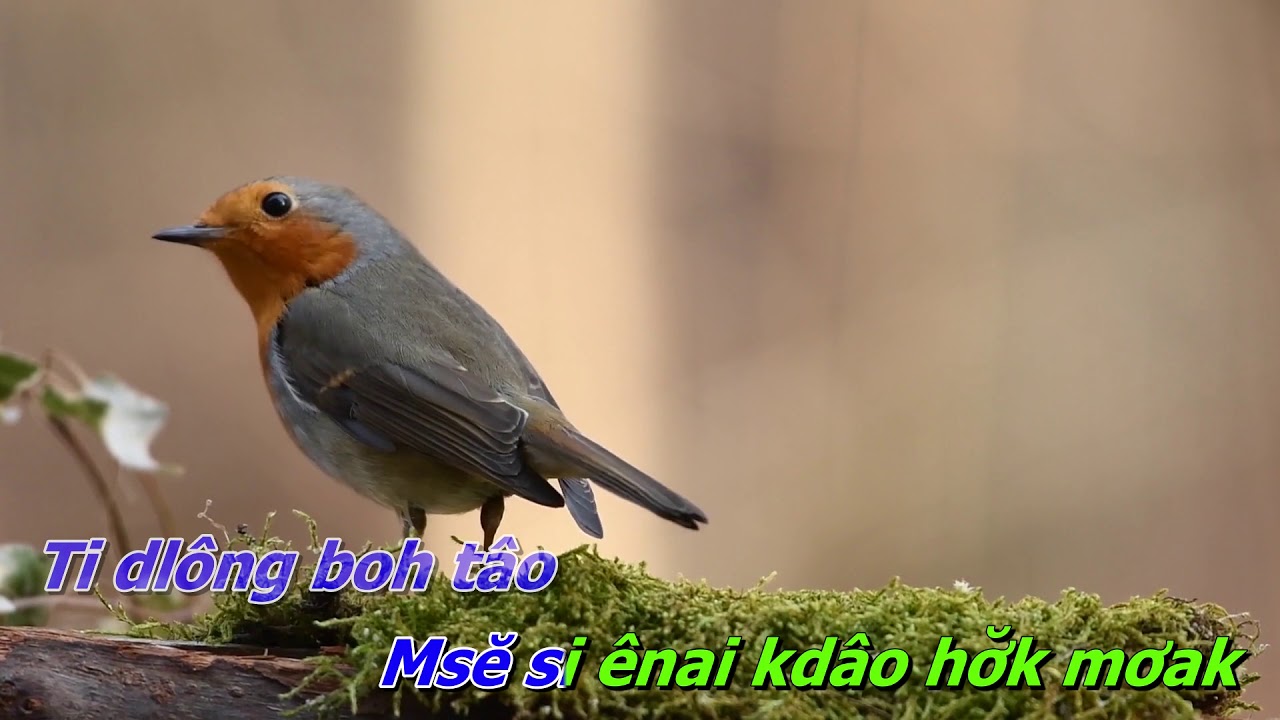 Sa Co Mnie Ka Wor Oh Anan - YMoan Enuol |Karaoke|