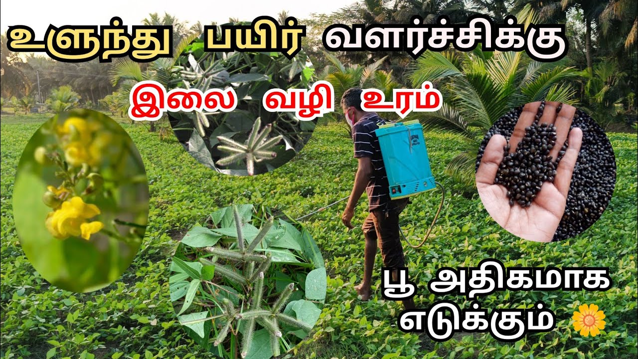 உளுந்து பயிருக்கு இலை வழியாக உரம் கொடுக்கலாம் | Black gram | Ulunthu sagupadi | tamil
