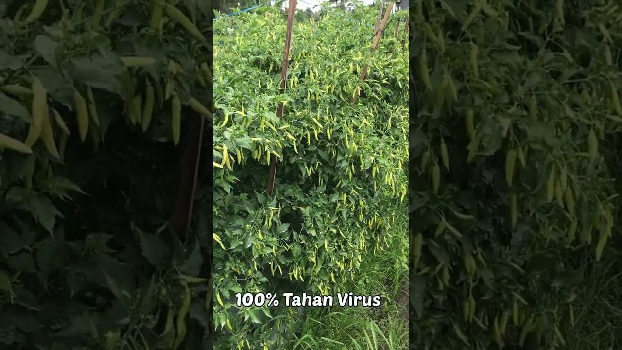 Absolut 69, juaranya rawit tahan virus! #cabai #benihunggul #tahanvirus #petani #agriculture