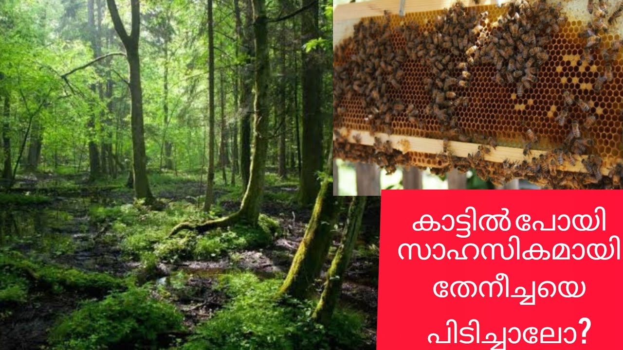 കാട്ടിൽ പോയി തേനീച്ചയെ പിടിച്ചാലോ?