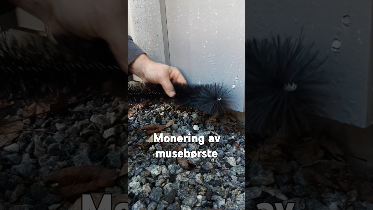 Montering av museb&oslash;rster. #skadedyr #museb&oslash;rste #mus #skadedyr #skadedyrmannen