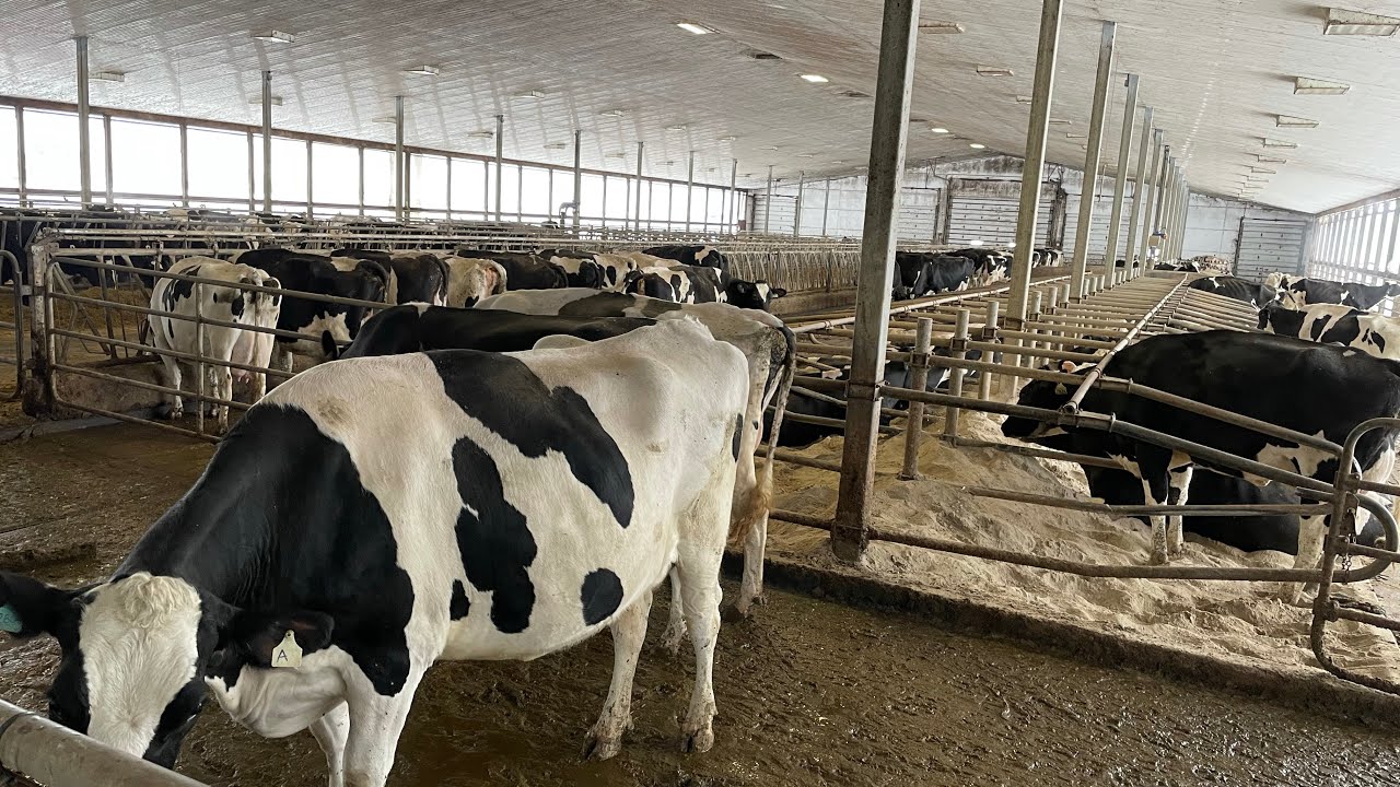Cow Dairy farm work in Pind Canada 🇨🇦