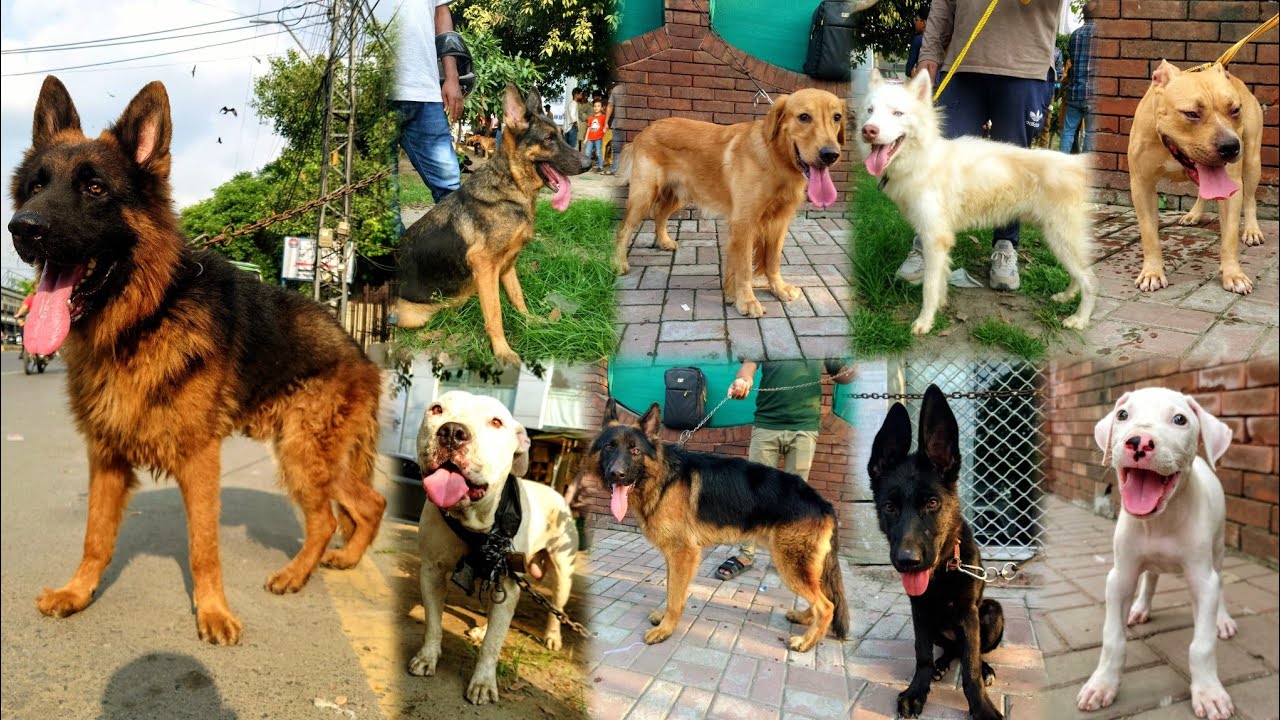 🔥 Lahore میں Dogs 🐕 Ki Mandi 14 September 2025 | Tollinton Market Lahore | Exploring with YASIR 🔥