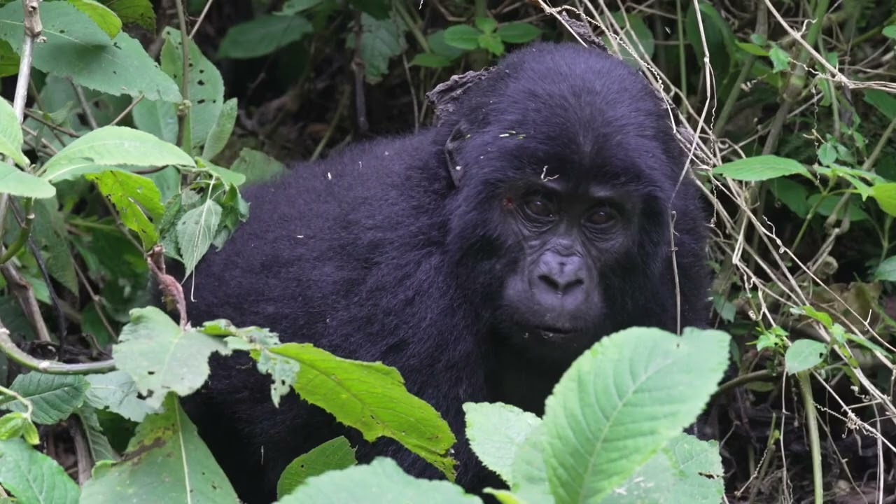 Primates of Uganda - 2022