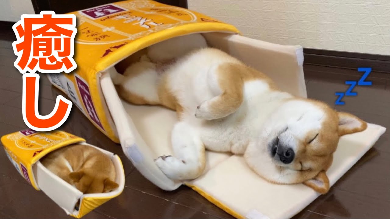 キャラメルからとろけ溢れる柴犬のいびきが可愛すぎました。