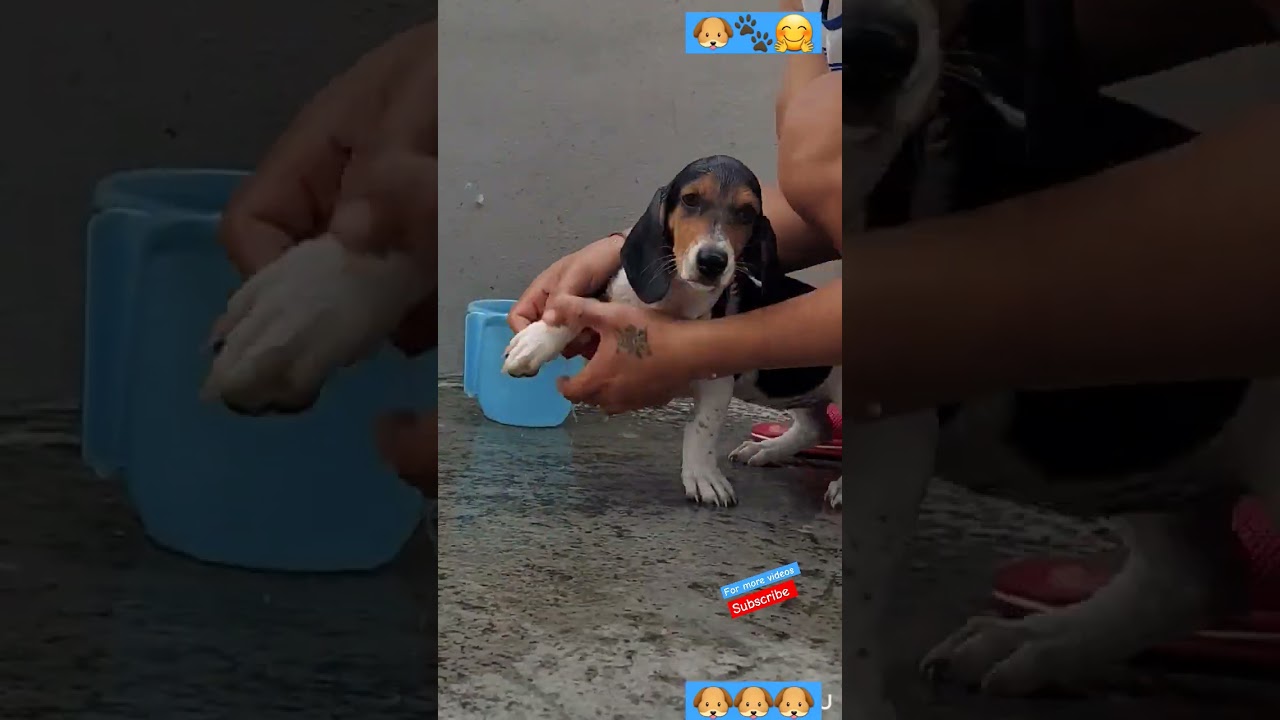 Timbu ka nahane ka Din 🤗🐶...#viral #youtubeshorts #shorts #video