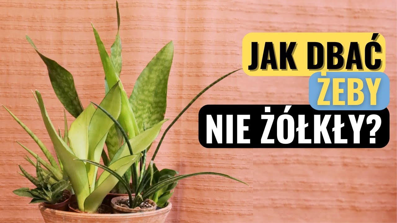 Jak zapobiegać żółknięciu sansewierii? Co zrobić żeby język teściowej zakwitł?