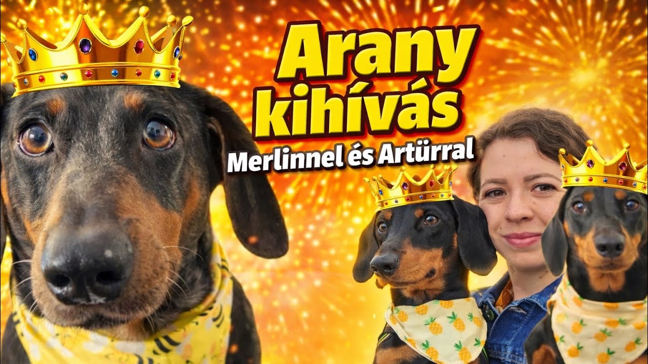 Arany kih&iacute;v&aacute;s Merlin &eacute;s Art&uacute;r URAKKAL 😂💰👑 🐶 #merlinesarturkalandjai 
