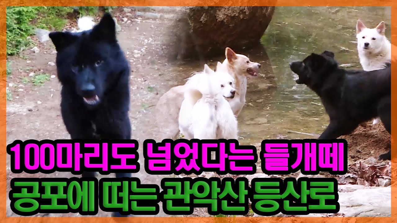 들개떼 출몰!! 공포에 떠는 관악산 등산로 [특종세상] MBN 210520 방송