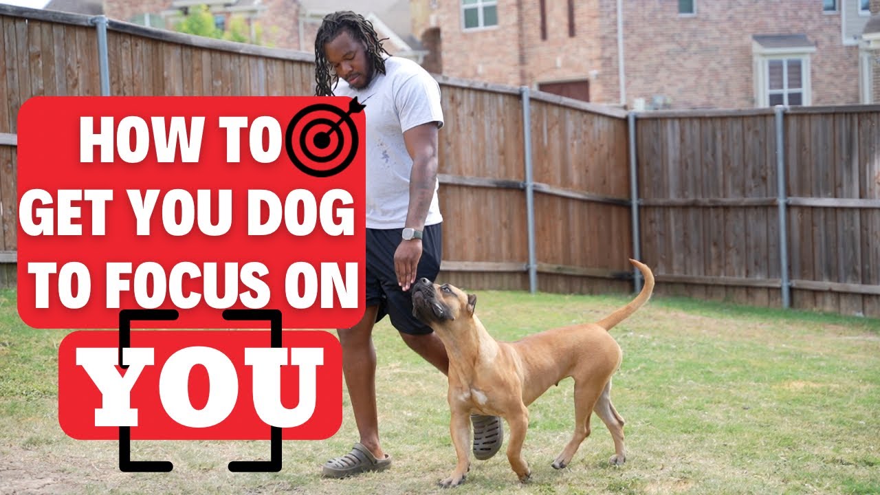Building Focus & Communication (Presa Canario)