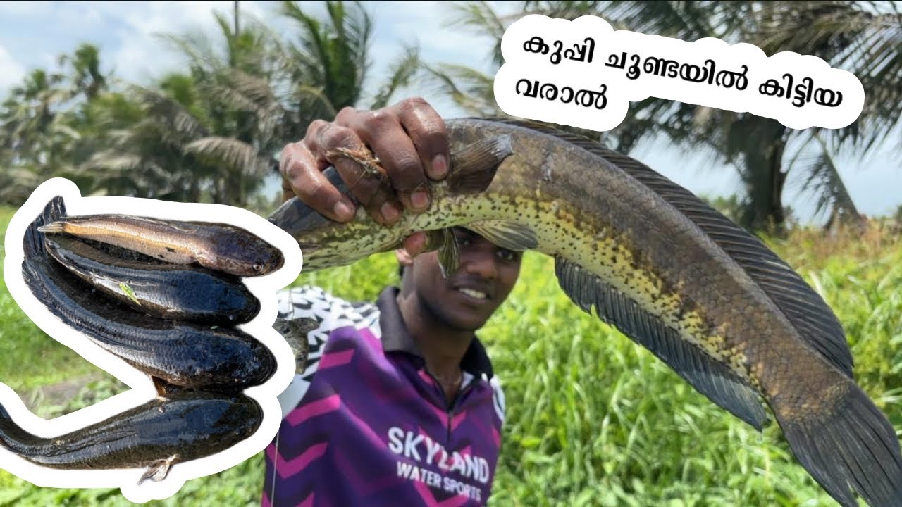 കുപ്പി ചൂണ്ടയിൽ കിട്ടിയ വരാൽ#vilagefishing #fishing #safanafishing #aquariumfish #fish #minivlog 