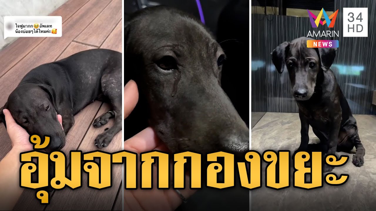 เจ้าตูบน้ำตาพราก นุดใจดี เก็บไปเลี้ยงจากกองขยะ